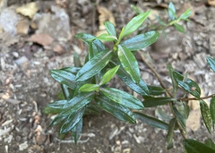 Kalmia microphylla occidentalis