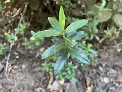 Kalmia microphylla occidentalis