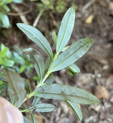 Kalmia microphylla occidentalis