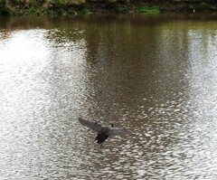 Gallinula tenebrosa tenebrosa