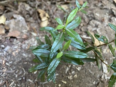 Kalmia microphylla occidentalis