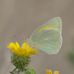 Colias alexandra