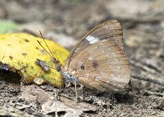Euriphene