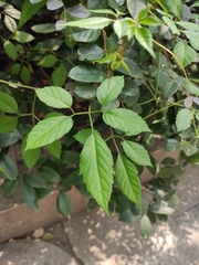 Causonis japonica