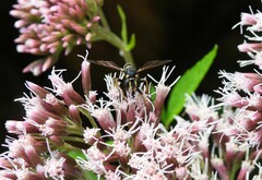 Conops quadrifasciatus