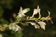 Podosphaera clandestina