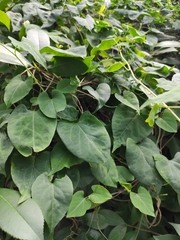 Reynoutria multiflora