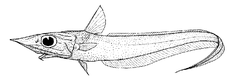 Campbell Whiptail photo 2