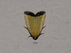 Eustrotia marginata