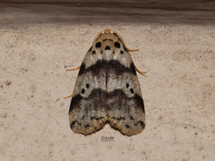 Eugoa basipuncta