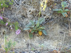 Tuberaria globulariifolia
