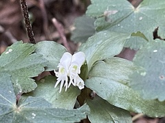 Cheirostylis octodactyla