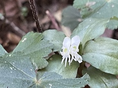 Cheirostylis octodactyla