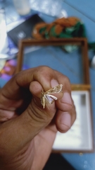Lepidoptera