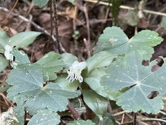 Cheirostylis octodactyla