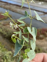 Cynanchum acutum