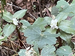 Cheirostylis octodactyla