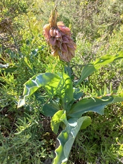 Veltheimia