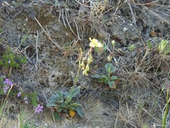 Tuberaria globulariifolia