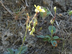 Tuberaria globulariifolia