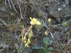 Tuberaria globulariifolia