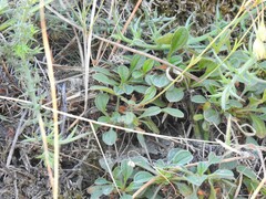 Tuberaria globulariifolia