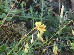 Tuberaria globulariifolia