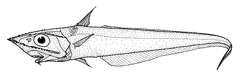 Kermadec Rattail photo 2
