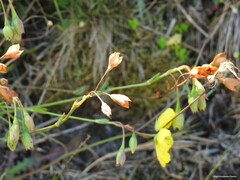 Tuberaria globulariifolia