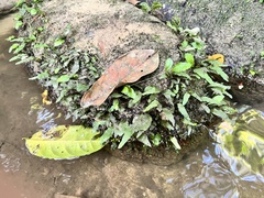 Leptochilus pteropus