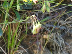 Tuberaria globulariifolia