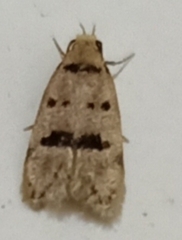 Lepidoptera