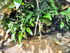 Leptochilus pteropus