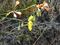 Tuberaria globulariifolia