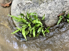 Leptochilus pteropus