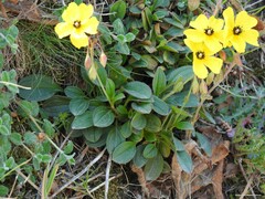 Tuberaria globulariifolia