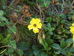 Tuberaria globulariifolia
