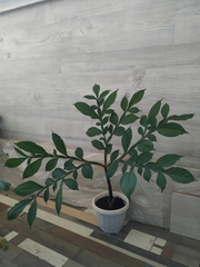 Amorphophallus konjac