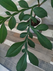 Amorphophallus konjac