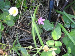 Centaurium scilloides