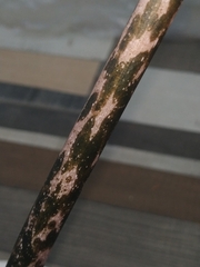 Amorphophallus konjac