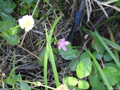 Centaurium scilloides