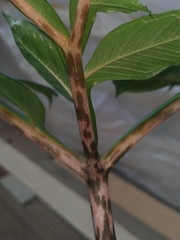 Amorphophallus konjac