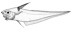 Serrulate Whiptail photo 5