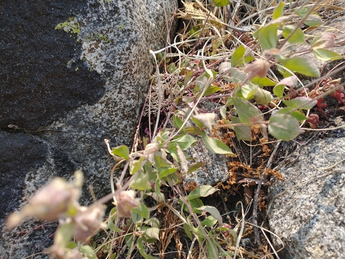 Image of Silene greenei by no rights reserved