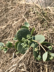 Hylotelephium telephium