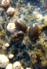 Gnorimosphaeroma oregonense