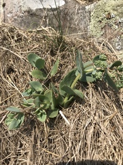 Hylotelephium telephium