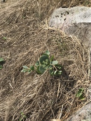 Hylotelephium telephium