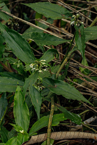 Stanfieldiella imperforata image